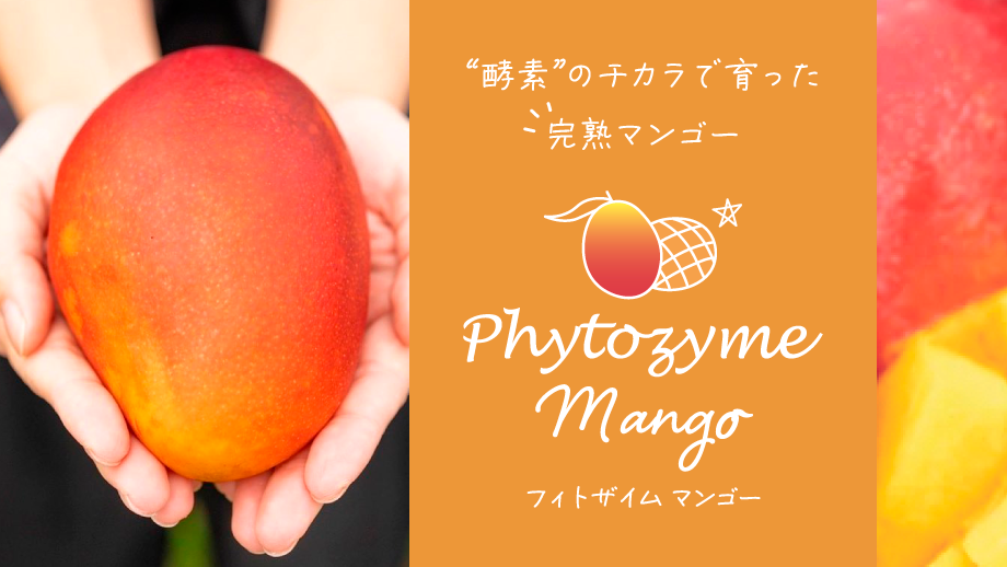 酵素のチカラで育った完熟マンゴー「フィトザイムマンゴー」発売
